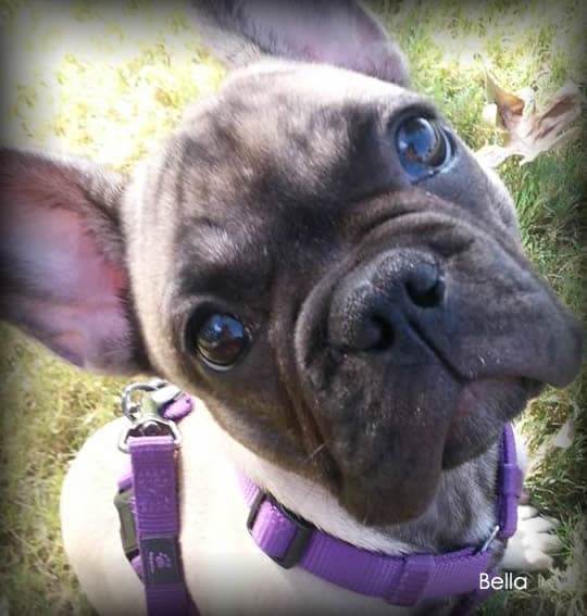 Dog Walking Bella in Colorado Springs