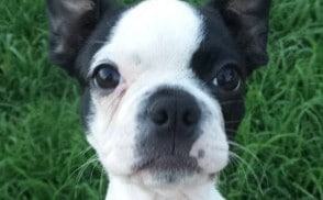 Belle