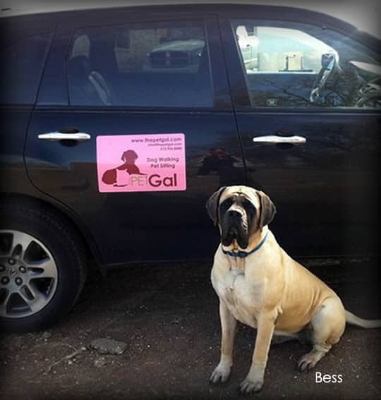 A local Pet Taxi in Leander
