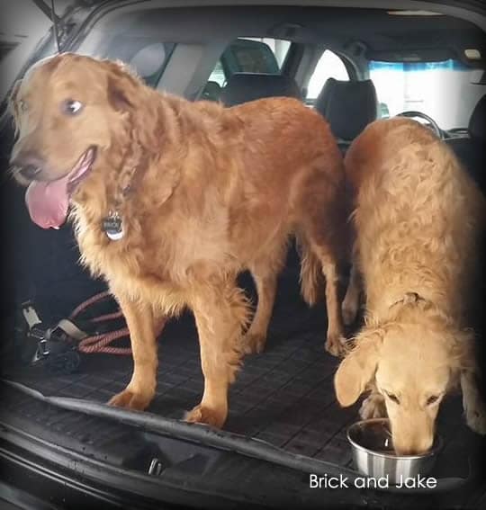 Pets Ride First Class In A Leander Pet Taxi