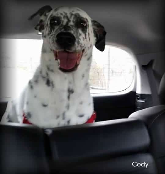 Pet Taxi in Leander the Uber for Pets