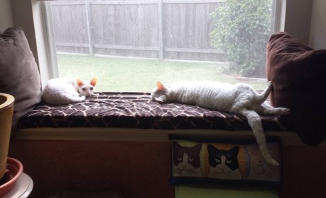 Lambkin & Marvin