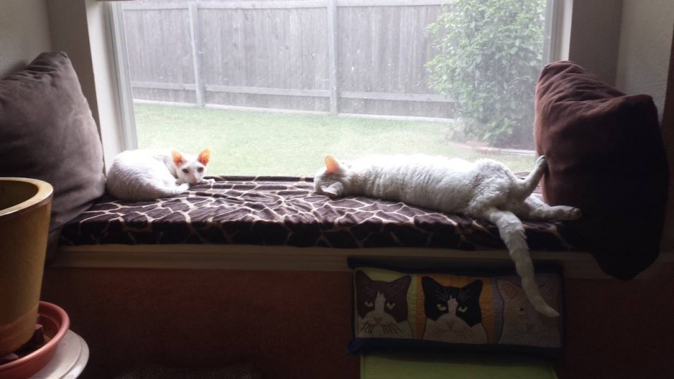 Lambkin & Marvin