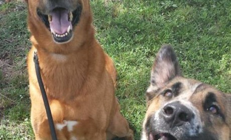 Pferdi & Winston