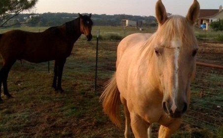Dillon & Milagro