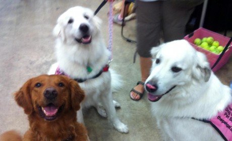 Pet Expo
