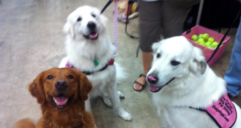 Pet Expo