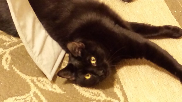 Pet Gal Debbie, The Cat’s Meow