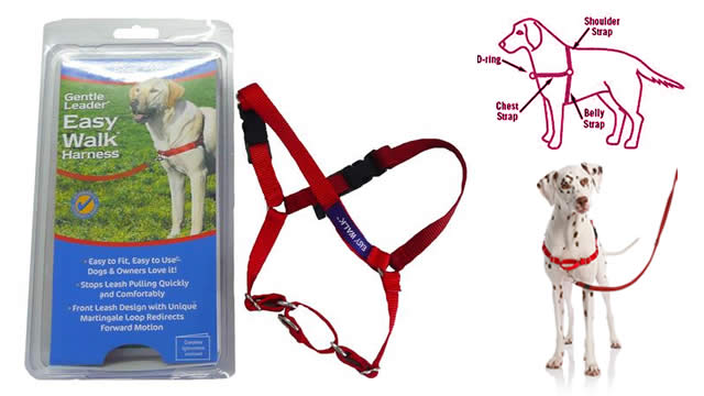 Does Your Dog Take You For A Walk?