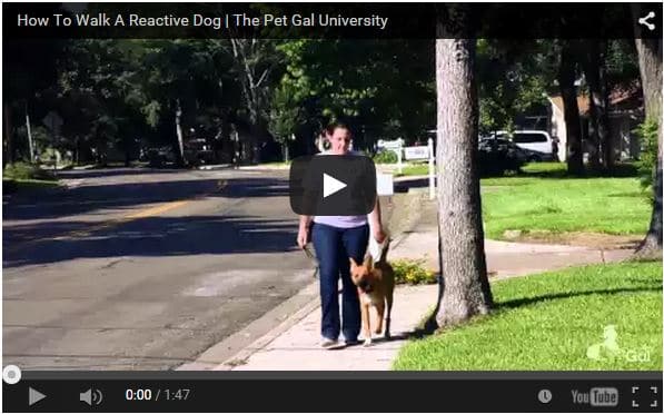 How To Walk A Reactive Dog
