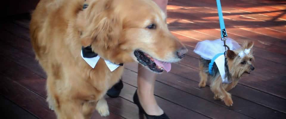 dog in wedding