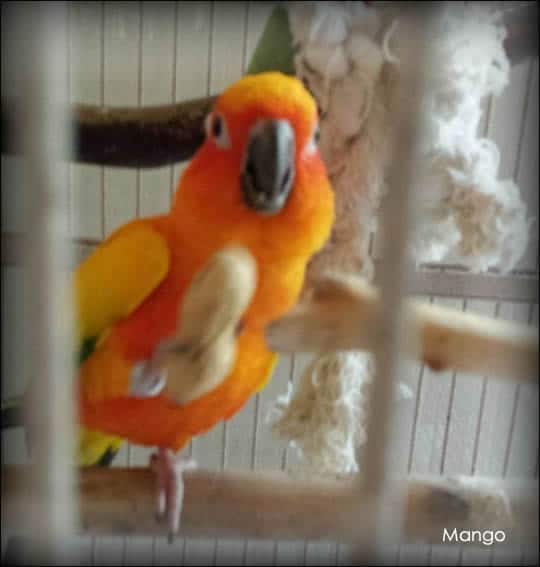 Pet Sitting Mango a Sun Parakeet in Buda