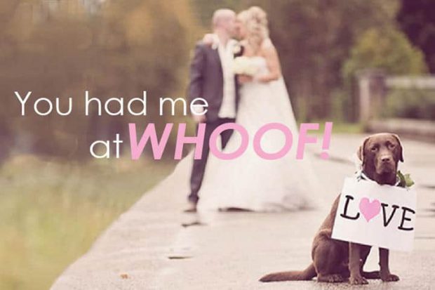 5 Fun Ways To Include Dogs In Your Wedding