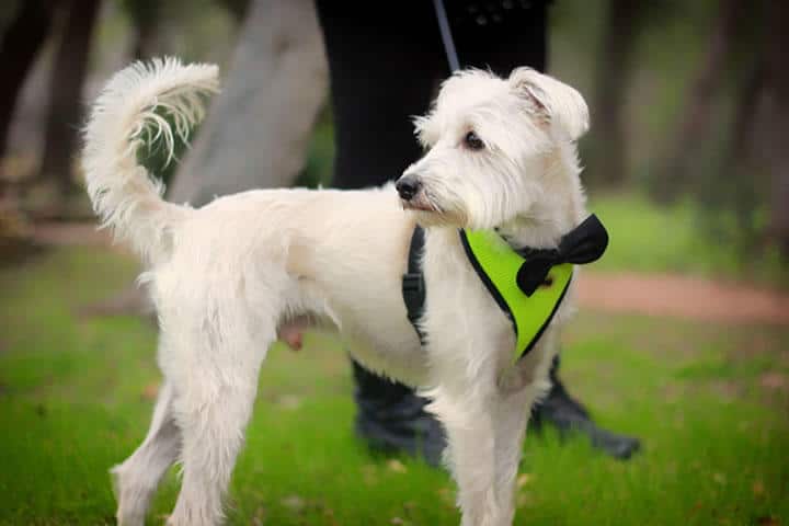 dog in wedding