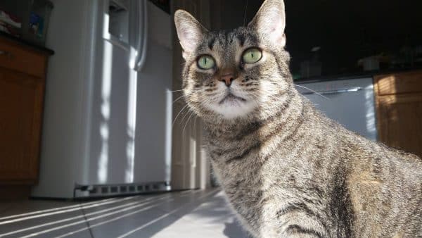 Heart Breaking Reason Kitty Needs Rescuing