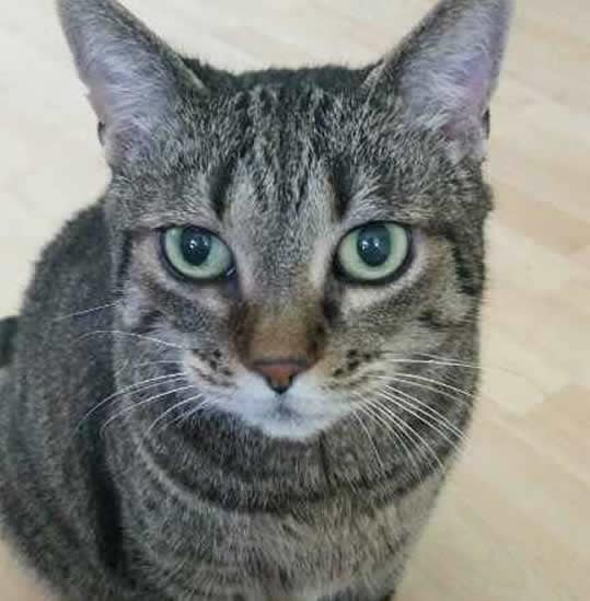 Rescue This Kitty