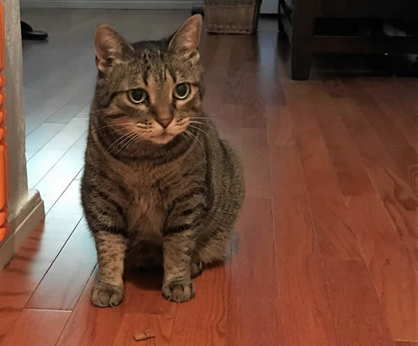 Heart Broken Kitty Lands On Her Feet!