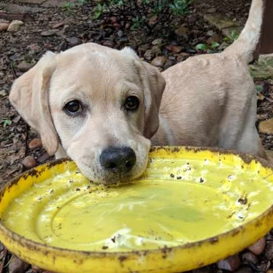secrets to puppy success