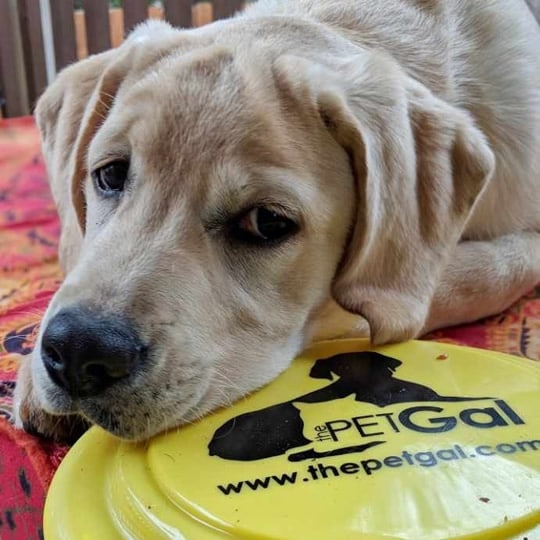 puppy success secrets
