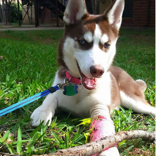 tech vs pet first aid certifications