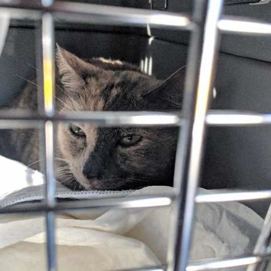 Dante The Cat Pet Sitting And Pet Taxi