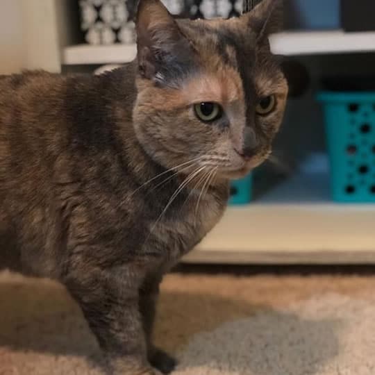 Dante The Cat Goes To Australia