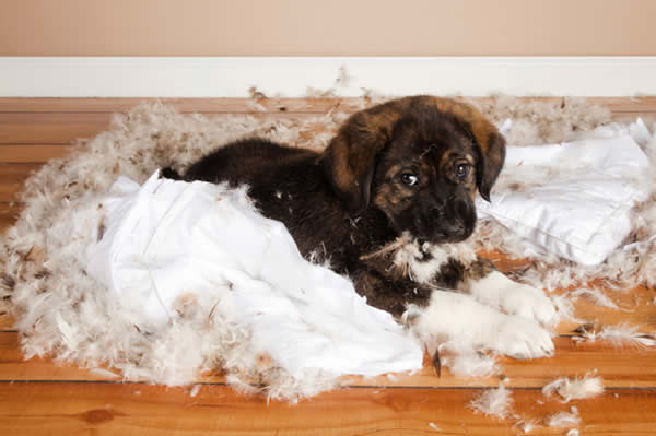 Christmas Puppy, Puppy-Proofing