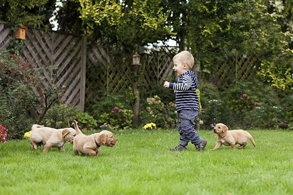Christmas Puppy Socialization