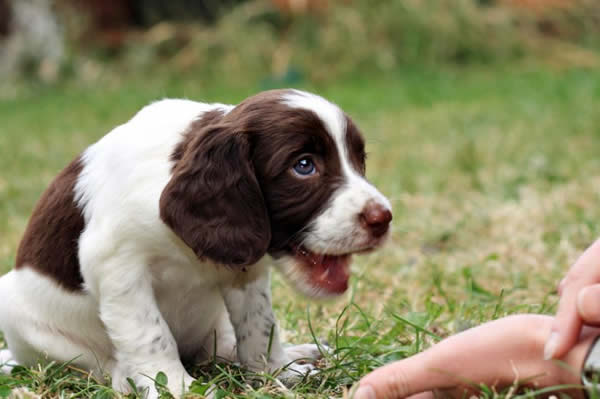 Christmas Puppy Training