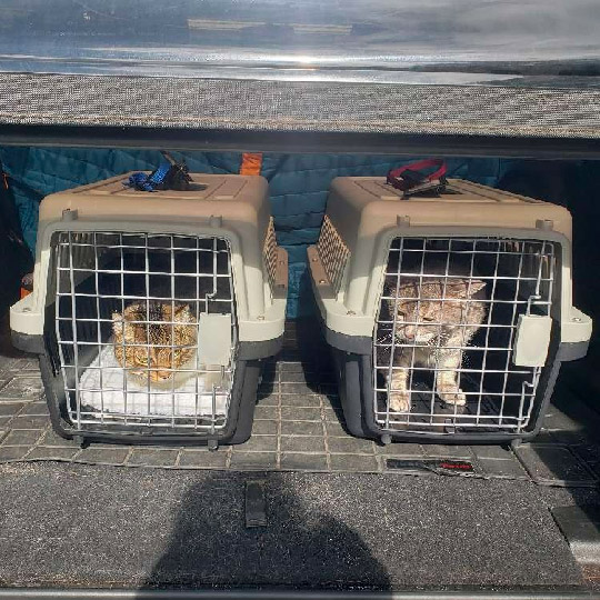 Pet Taxi in Waikoloa